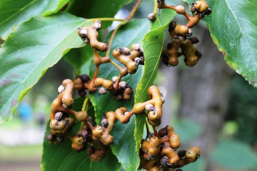 Japanese raisin tree