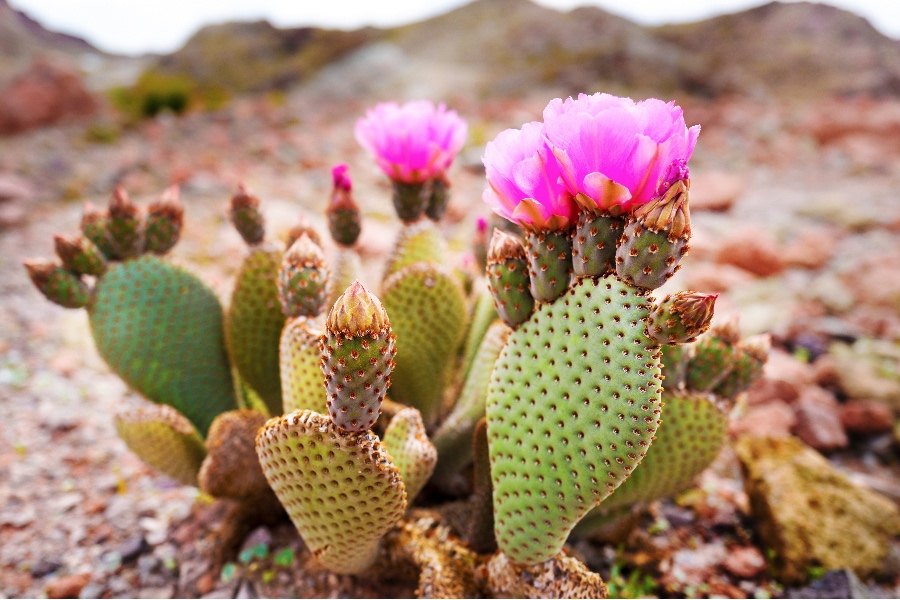 Prickly pear for hangovers