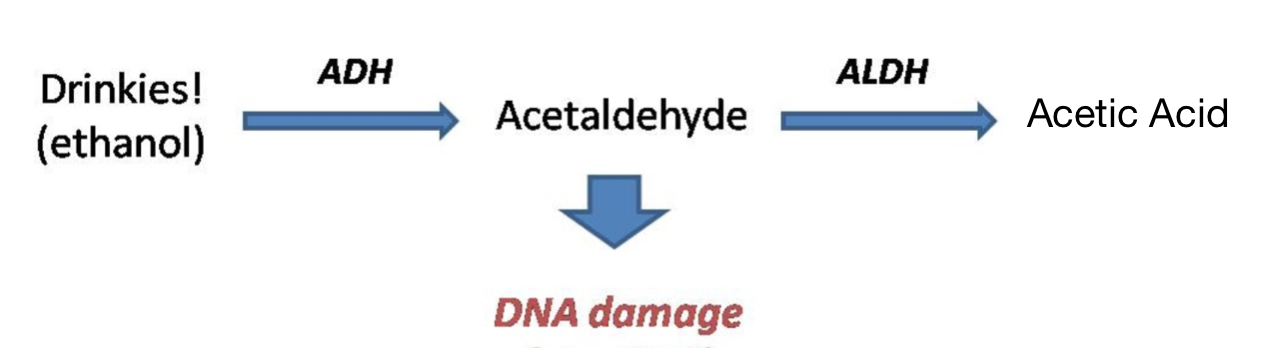 alcohol to acetic acid