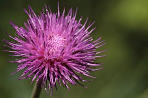 Is Milk Thistle Good For Hangovers?